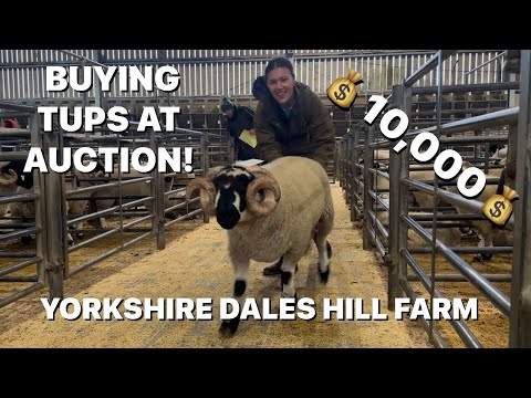 Видео: ПРОВЕДИТЕ ДЕНЬ НА АУКЦИОНЕ ОВЕЦ!