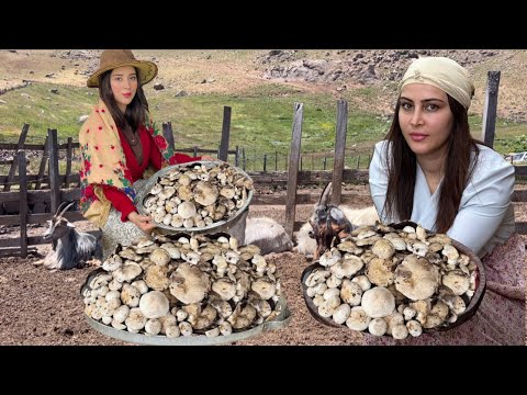 Видео: Дары леса к столу: простое вегетарианское грибное лакомство