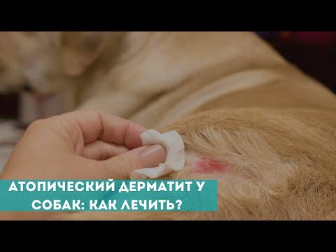 Видео: Атопический дерматит у собак: как лечить?