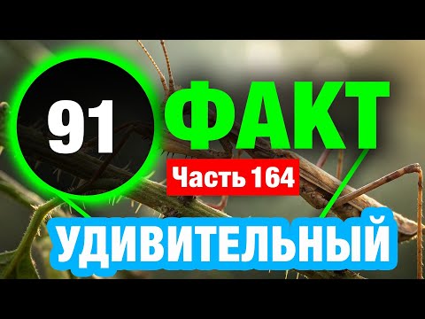 Видео: 91 Блестящий Факт Который Сделает Вас Умнее