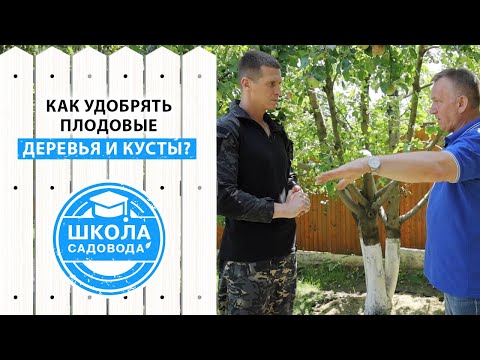 Видео: Как выбрать удобрение для подкормки плодовых деревьев? Корневая подкормка яблонь