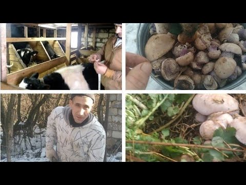 Видео: Вес Красавчика//Я в шоке идём за грибами.