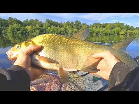 Видео: Я ДОЛГО ЖДАЛ ЕГО ПОКЛЁВКИ!!! Утренняя РЫБАЛКА НА ДОНКИ С ЛОДКИ. Ловля леща на донки!