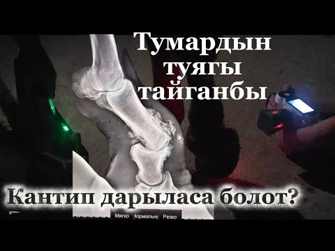 Видео: Тумардын туягы тайганбы?эмне болгон ким билет?