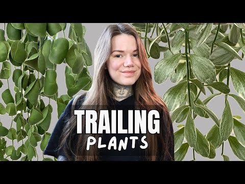 Видео: ТОП-11 любимых ампельных комнатных растений | Подвесные комнатные растения