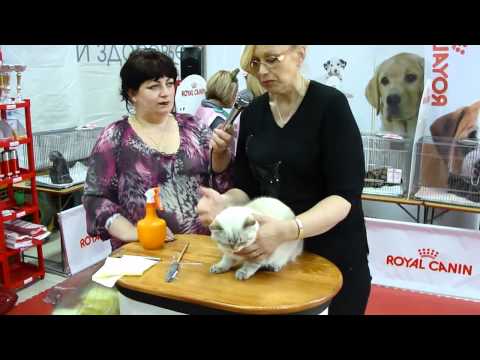 Видео: Монопородное шоу Британцев - Monobreed British show (1/3)