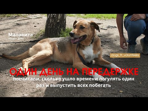 Видео: Один день с передержки