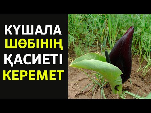 Видео: КҮШАЛА ел БІЛМЕГЕН ҚҰПИЯСЫ АШЫЛДЫ, Бүкіл АУРУДЫ ЖОЯТЫН ШӨП, Күшала пайдасы