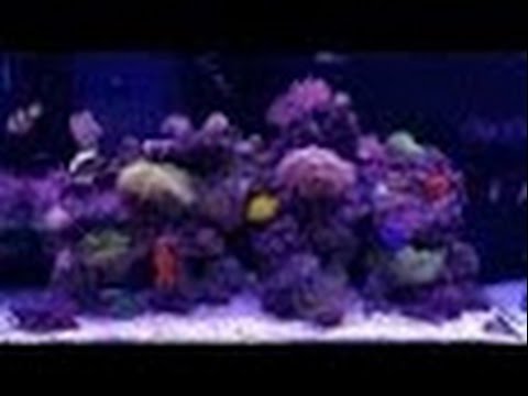 Видео: морской аквариум - ракообразные в аквариуме.  Быть им в аквариумах или нет ?