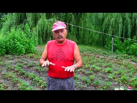 Видео: Подкормка клубники после уборки - закладка будущего высокого урожая!!!