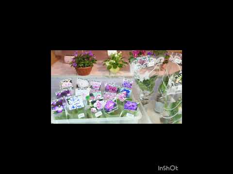 Видео: Дом фиалки #фиалкацветёт #комнатныерастения 