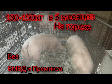 Видео: Зачем платить больше? Рацион простой но очень эфективный . Завалили 2 кабана