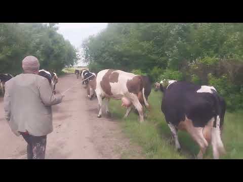 Видео: Корови ідуть на пашу