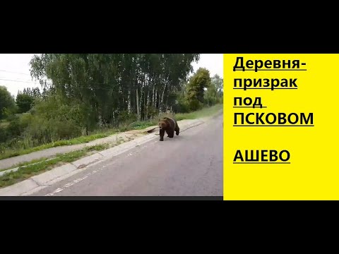 Видео: ДЕРЕВНЯ-ПРИЗРАК ПОД ПСКОВОМ ВЕЛИКОЛЕПНА/ АШЕВО