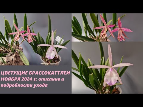 Видео: Цветущие брассокаттлеи ноября 2024 г. Описание и подробности ухода.