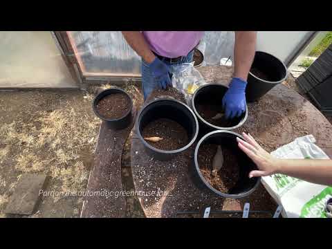 Видео: Ранний посадочный этап посадки георгинов