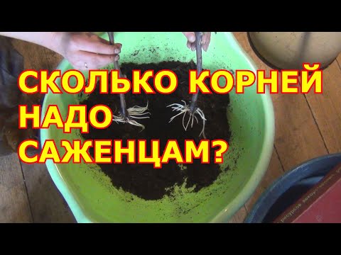 Видео: СКОЛЬКО КОРНЕЙ НАДО САЖЕНЦАМ?