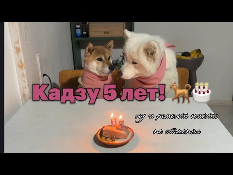 Видео: Делаю ремонт сама 💪 Окно, уборка и день рождения Кадзу #домвсербии #ремонтвдоме #жизньзаграницей 