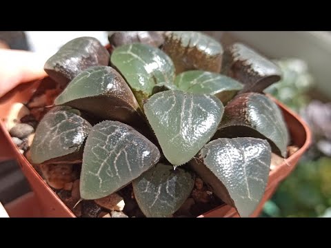 Видео: Мои хавортии,кактусяшки и суккулентные сады🌵#хавортия#кактус#суккулент#хобби#цветочное_хобби