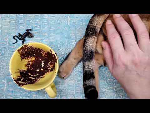 Видео: 🔥 11 - 15 НОЯБРЯ 2025 ЧТО ЖДЁТ СО ДНЯ НА ДЕНЬ ? Ближайшие события Гадание на кофейной гуще