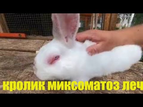 Видео: кролик миксоматоз лечение