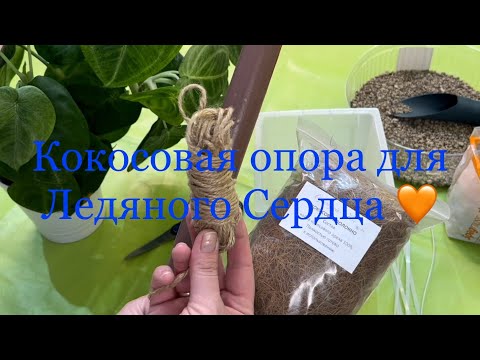 Видео: Делаю Опору и Пересаживаю Ледяное Сердце 🧡☺️☀️#сингониум Ice Frost