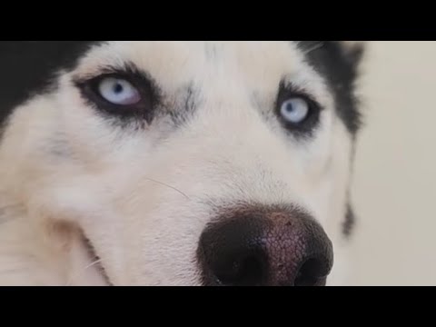 Видео: Василиса была нашей общей любимицей 