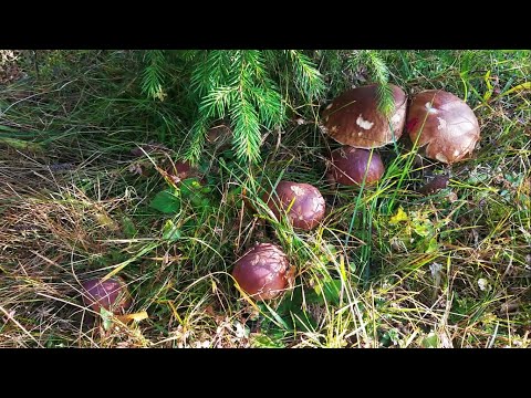 Видео: Йо - це Кривопілля. Білі гриби, сімейка осінніх, йо файне грибне місце. Карпати 29 жовтня 2020р.
