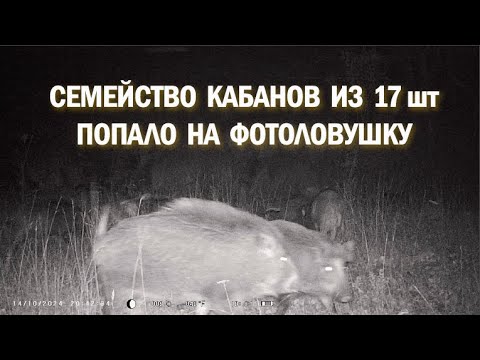 Видео: Стадо кабанов