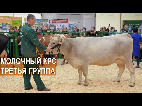 Видео: Ярославская, Костромская, Бурая Швицкая и Айрщирская породы коров. Выставка Золотая Осень-2019