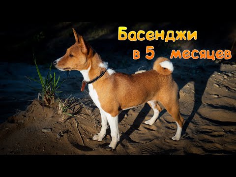 Видео: Басенджи в 5 месяцев или Тайная жизнь домашних животных | Basenji 5 months old