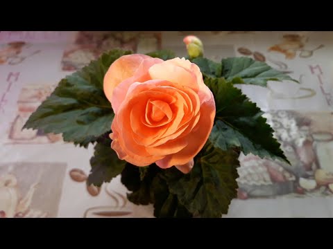 Видео: КАК ДОБИТЬСЯ ПЫШНОГО ЦВЕТЕНИЯ БЕГОНИИ🌺