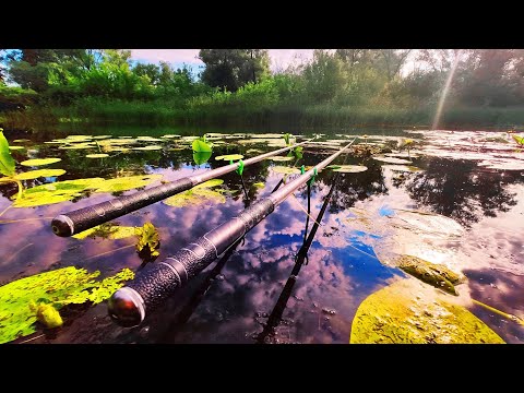 Видео: ОЦЕ ТАК РИБАЛКА!!! Я в шоці! Дикі мiсця. Ловля на поплавок. Риболовля.