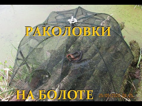 Видео: Раколовки на болоте в конце мая.  Карась продолжает нереститься.