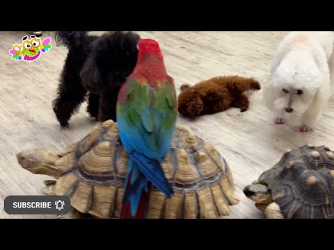 Видео: Animals entertain themselves as best they can. Животные развлекают себя как могут.