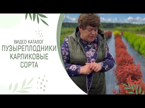 Видео: Пузыреплодники - карликовые сорта | ВИДЕО КАТАЛОГ