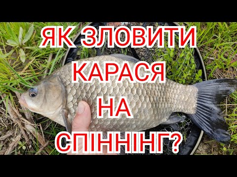 Видео: Як зловити карася на спіннінг?