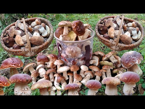 Видео: КРУТЕЗНЕ ТИХЕ ПОЛЮВАННЯ 🍄‍🟫 ВЕСЬ ЛІС У БІЛИХ ГРИБАХ !!!