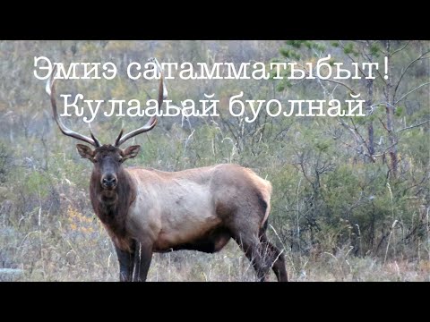 Видео: Булт алт 2025 (тайах, кулааьай) эмиэ мэлигир :(