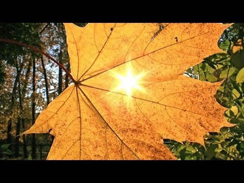 Видео: Вырица, Гатчина 