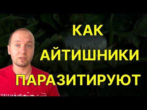 Видео: Как айти компании разводят на деньги честных работяг
