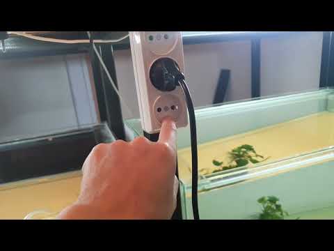 Видео: Сажаем Тернеций на нерест и немного о Рубинах Кинг Конг!