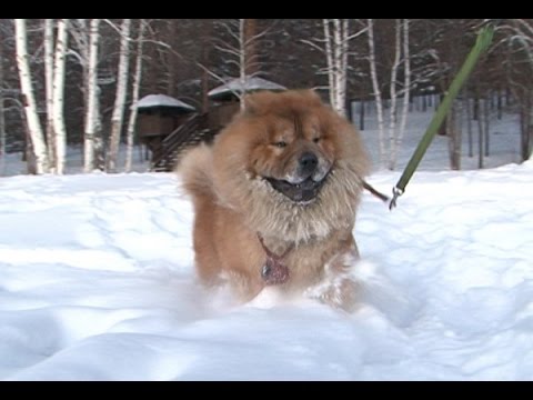 Видео: Домашний зоопарк: Чау-чау