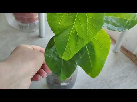 Видео: Получили от меня гибискус🌺🌺🌺Что дальше? 🤔🍀#комнатныерастения #гибискус #цветениегибискуса