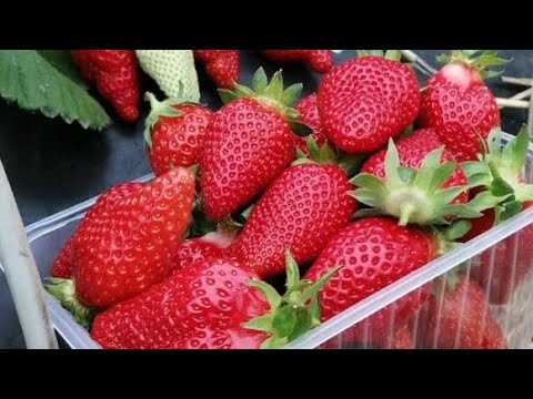 Видео: Пугающая урожайность! Сорт 🍓 Брилла. Второгодние посадки. Ставрополь