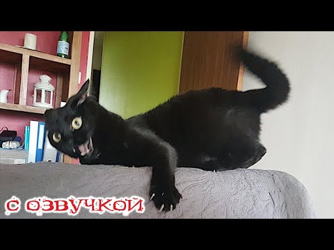 Видео: Приколы с котами! Смешные коты - С ОЗВУЧКОЙ! Смешные видео про животных!