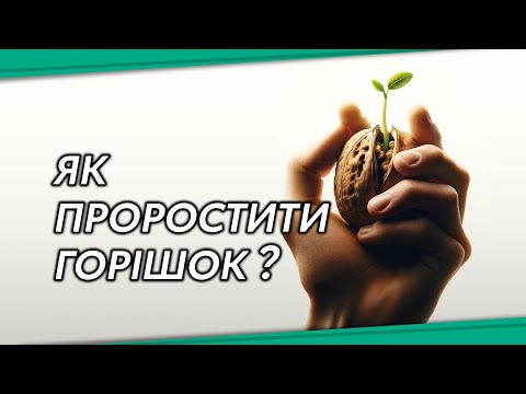 Видео: Розмноження грецького горіха насінням | Як садити горіхи з горішка? #посадкагоріхів #сад #ІдеяСад