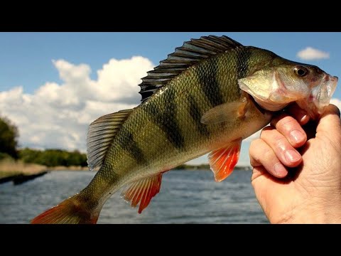 Видео: ОКУНЬ размером с ЩУКУ! Огромные ОКУНИ ПОД 2 КГ, РАЗДАЧА ГОРБАЧЕЙ