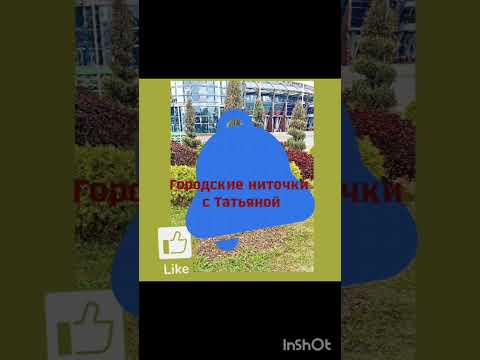 Видео: Лимонный фазан и другие экзотические птицы. 