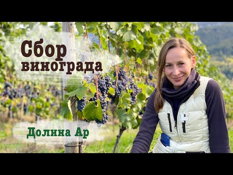 Видео: Сбор винограда в долине реки Ар (Германия). В гостях у винодела (часть 1). Weinlese Ahrtal